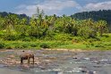066 Pinnawala olifantenweeshuis